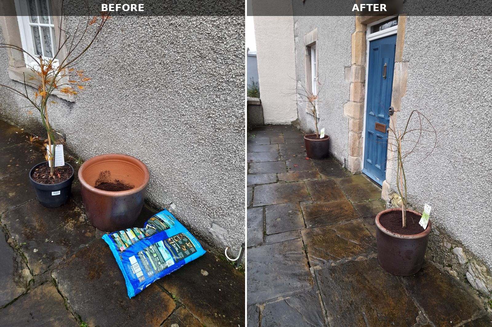 Before and after photos side by side: on the left a young Japanese maple in a black nursery pot next to an empty glazed pot and a bag of compost, on the right two acers planted in glazed pots either side of a front door