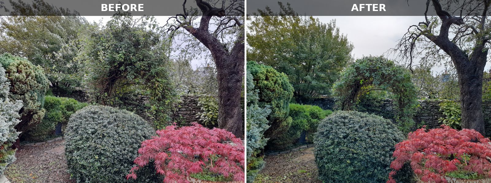 Before and after photos side by side of a garden arch: on the left a climber has grown into a shapeless mass over it, on the right it is trimmed back to a neat arch shape