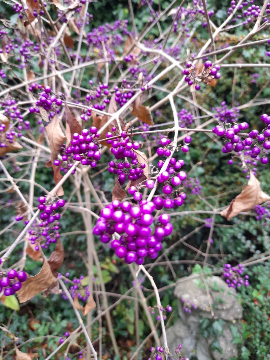 Close-up of clusters of small glossy purple beautyberry berries on bare stems