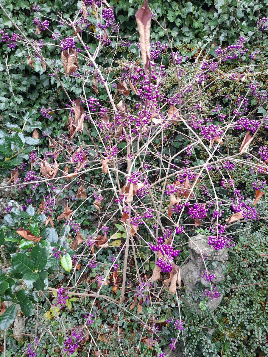 A beautyberry shrub with arching stems covered in purple berries in front of an ivy-covered wall