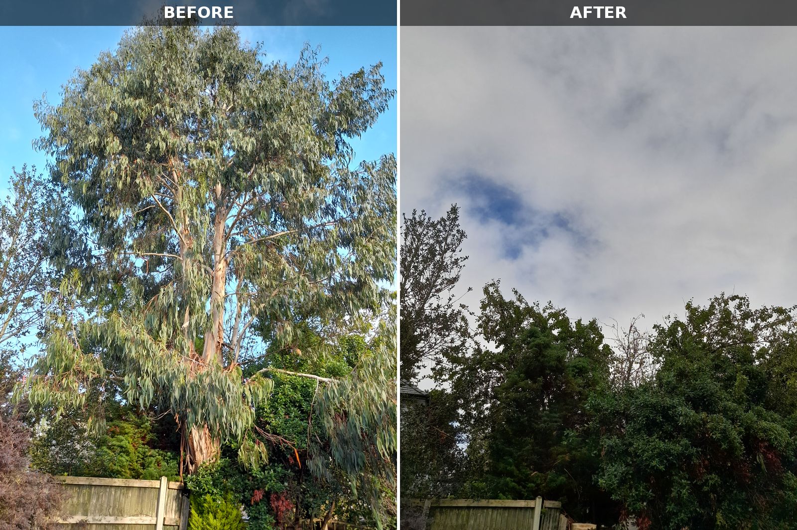 Before and after photos side by side: on the left a tall eucalyptus tree against a blue sky behind a fence, on the right the same spot with the tree gone