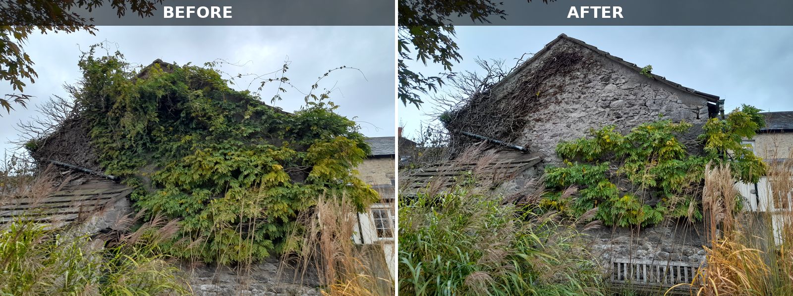Before and after photos side by side of a stone gable end: on the left a climber covers almost the whole wall and roof edge, on the right it is cut back so the stonework and roofline are visible