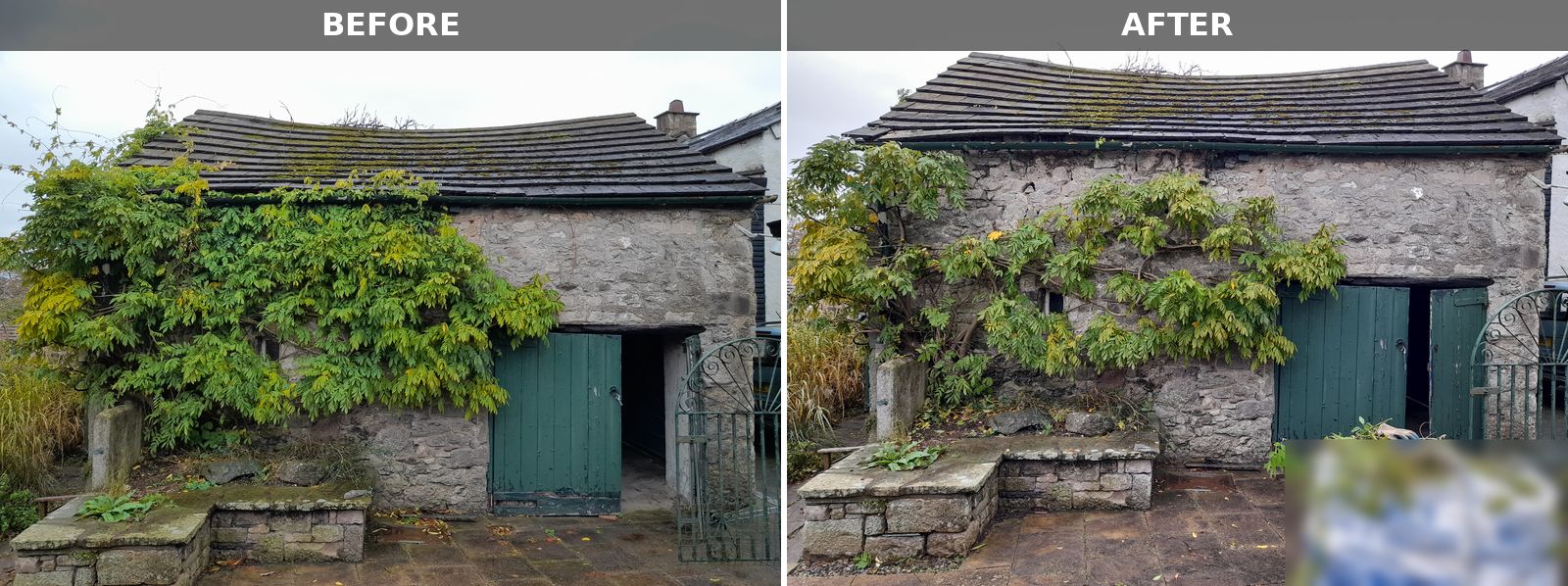 Before and after photos side by side of a wisteria on a stone outbuilding with green doors: on the left it spreads thickly across the front wall, on the right it is pruned back to a tidier shape below the roofline