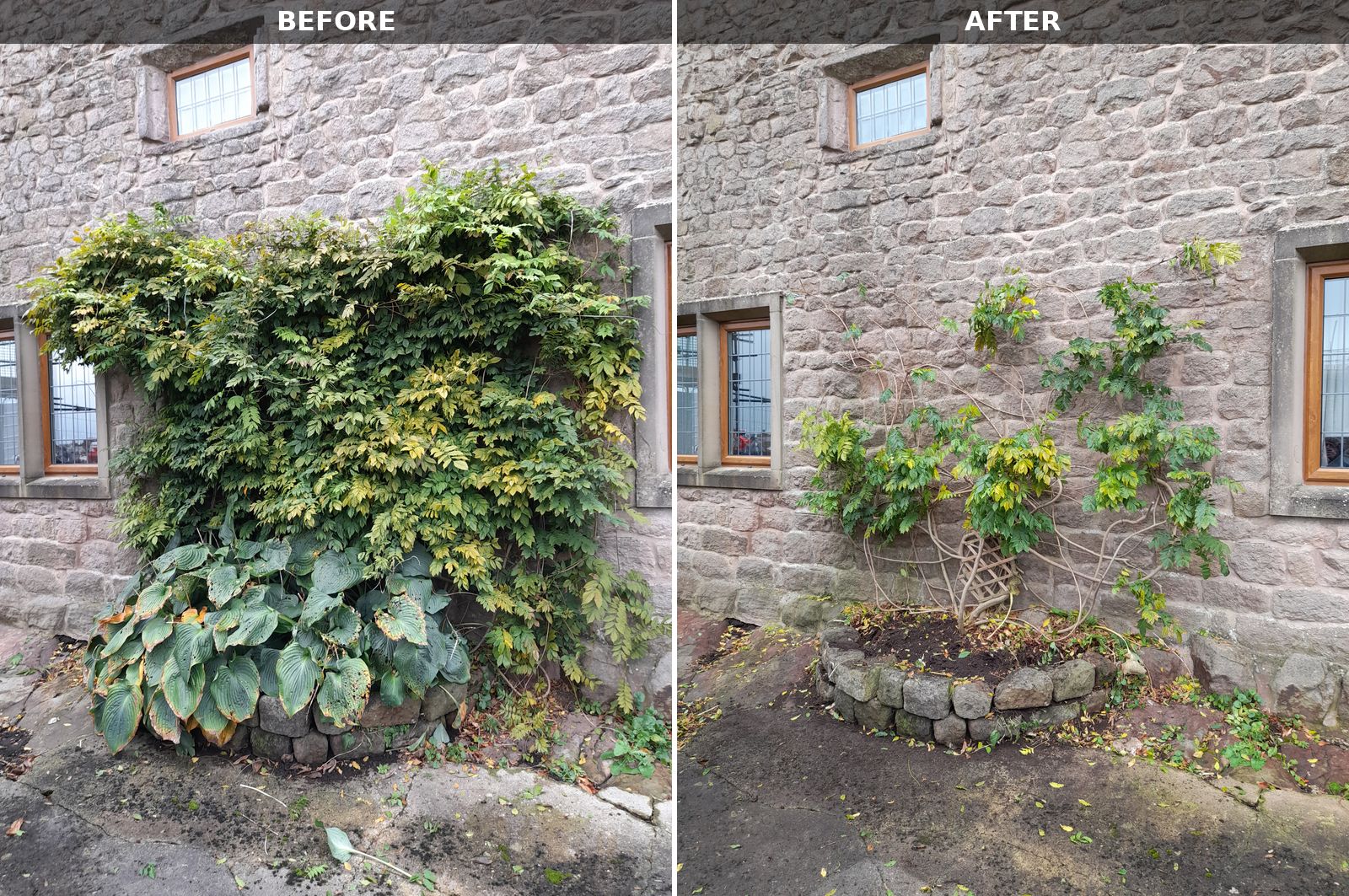 Before and after photos side by side of a wisteria on a stone house wall above a hosta bed: on the left it covers the wall between two windows, on the right it is cut back to its main stems